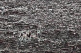 PERUN Regata 2011 - Uhlák foto