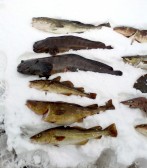 NORSKO 2012