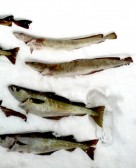 NORSKO 2012