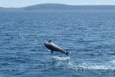 Perun flotila 2012