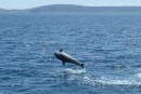 Perun flotila 2012
