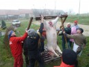 PERUN SVIŇA 2014