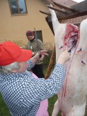 PERUN SVIŇA 2014