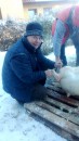 PerunSvině 2017